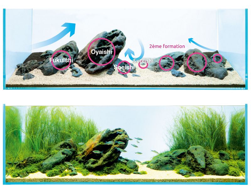10 plantes d'aquarium à pousse rapide pour un bac réussi