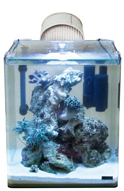 Les nano aquariums : tout savoir