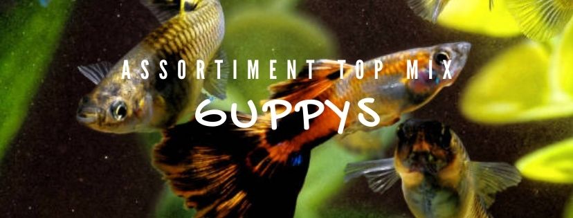 Le Guppy, un petit poisson vif et coloré