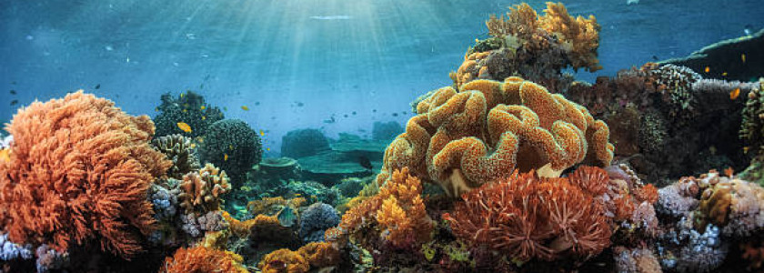 3 bonnes raisons d'avoir un aquarium d'eau de mer    pour  le bonheur de vos animaux