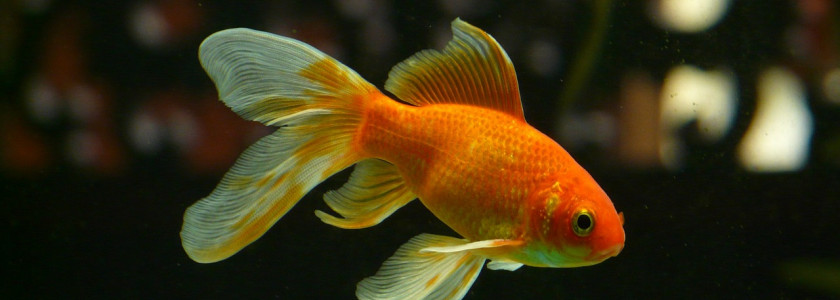 Le guppy, un poisson d'aquarium facile à élever