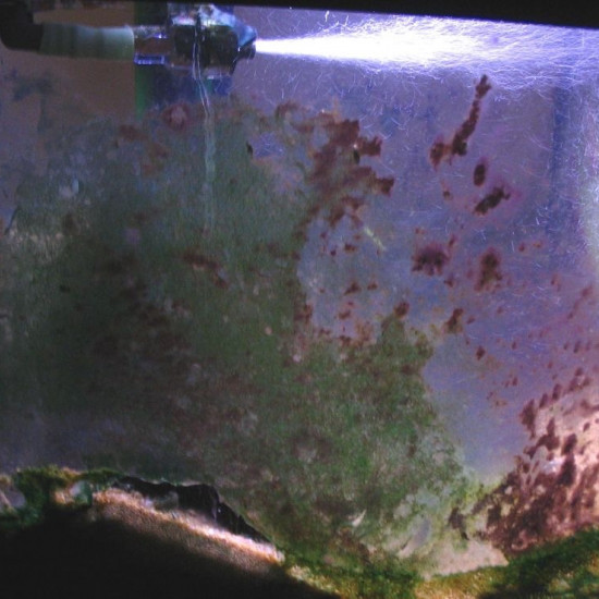 Tout savoir sur les cyanobactéries - le blog dédié à l'aquarium