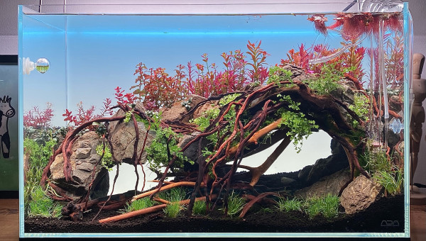 Plantes aquarium de 60L avec 9 variétés à racines et tiges + 10