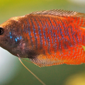 Coup d'oeil sur les gouramis