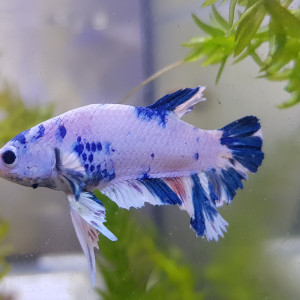 Betta Marbre bleu02