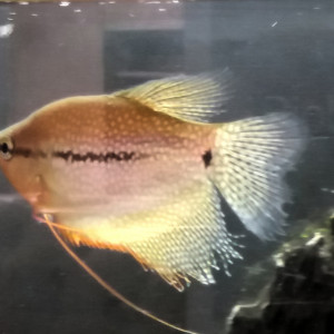 Gourami perlé 10 cm