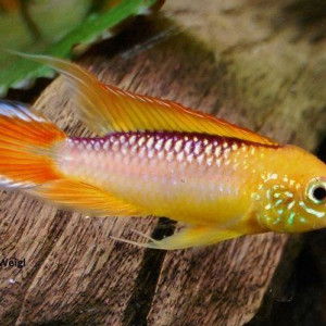 Apistogramma agassizii red fire