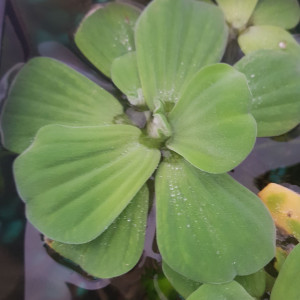 Pistia et egeria densa