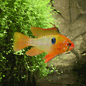 Apistogramma ramirezi gold (environ 3.5 cm)