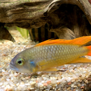 Guppy / Botia sidthimunki / Apistogramma