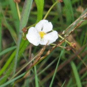 Sagittaria graminea