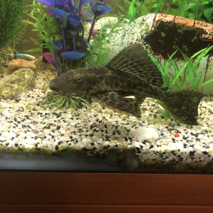 Donne poisson pleco