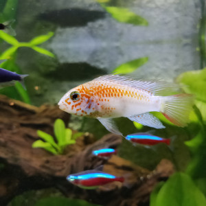 Couple Apistogramma Viejita Gold