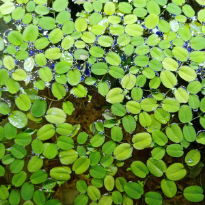 Salvinia natans échange contre mousse