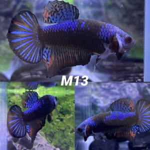 Betta