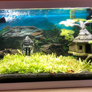 Aquarium 60L