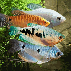 Gourami (environ 8 cm)