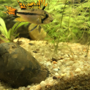 Apistogramma Cacatuoides