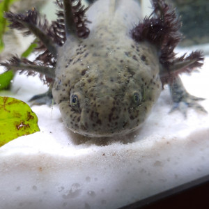 Axolotl Juvénile