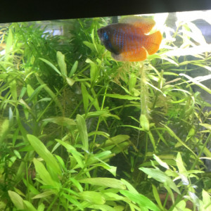 Gourami nain