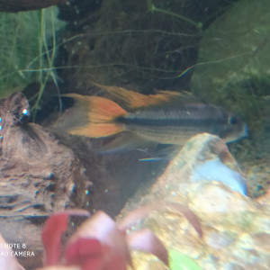 Apistogramma cacatuoides