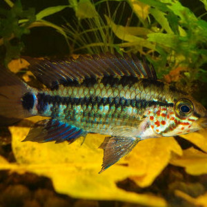 Apistogramma gossei