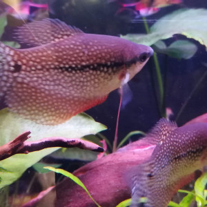 Gourami perlé