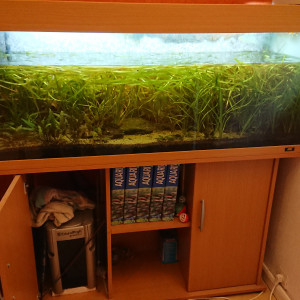 Offre aquarium 240l + matériels + poissons