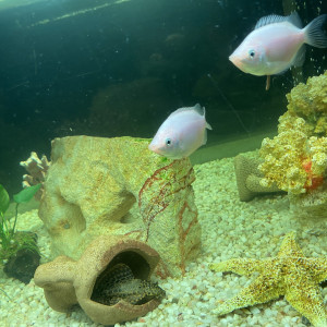 Donne 2 gouramis kissing