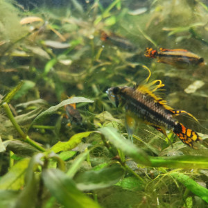 Apistogramma cacatuoides double orange