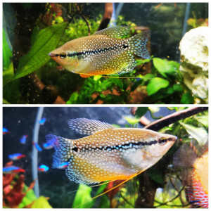 Gourami perlé