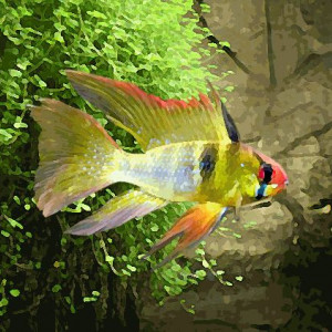 Apistogramma ramirezi long voile (environ 4.5 cm)