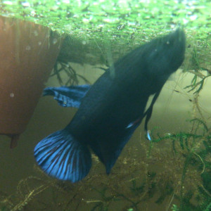 Jeunes bettas fighters highlander full blue