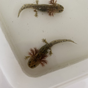 Bébés axolotls