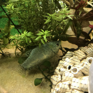 Donne Gourami bleu