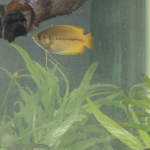 Gourami doré