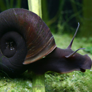 Escargots planorbe Géant