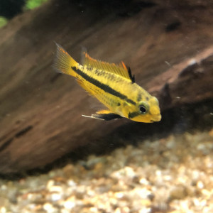 Couple d’apistogramma cacatuoides