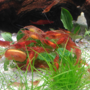 Neocaridina Bloody Mary déclassées