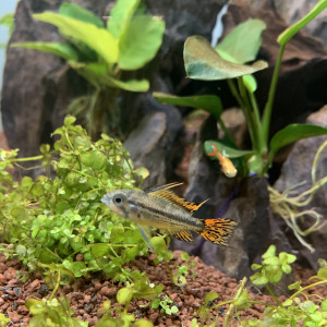 Apistogramma Cacatuoides en couple