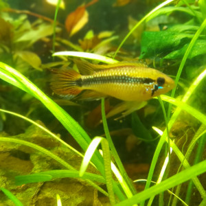 Apistogramma Agassizii