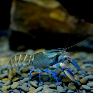 Écrevisse Cherax Lorentzi New Blue sky