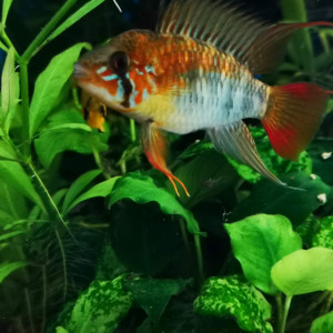 Apistogramma macmasteri