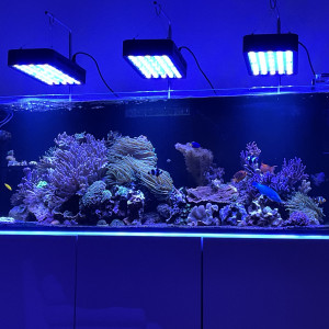 Aquamedic Armatus 450