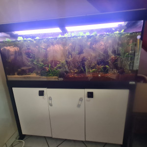 aquarium roma 240L