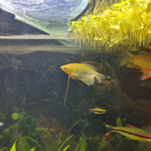 Gourami perlé (Trichopodus leerii)