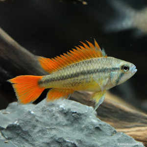 1 male apistogramma cacatuoides orange