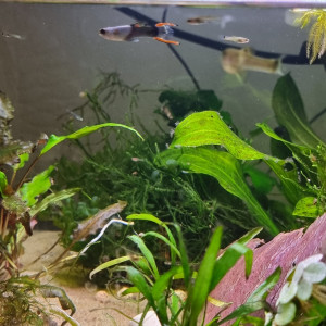 Guppy endler (Poecilia wingei) panda black fire