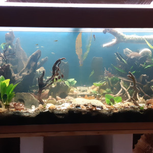 Mon 1er aquarium