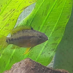 Femelle Apistogramma Hongsloï